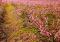 岳西县开展“世界野生动植物日”  主题宣传活动