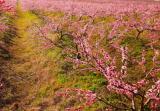 岳西县开展“世界野生动植物日”  主题宣传活动