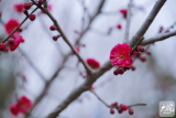 欲赏春脸看桃花　