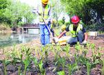 铜陵治理备用水源地 重塑南湖水生态