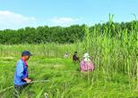 安徽三汊河国家湿地公园：修复翼果薹草 保护生物多样性